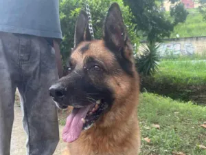 Cachorro raça Pastor Alemão Capa Preta idade 6 ou mais anos nome Lobo