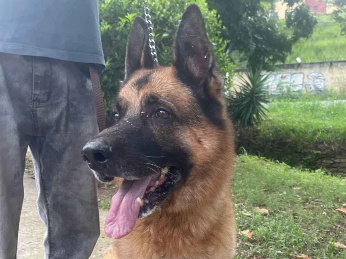 Cachorro ra a Pastor Alemão Capa Preta idade 6 ou mais anos nome Lobo