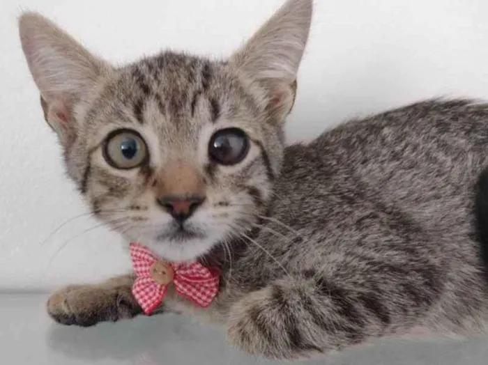 Gato ra a SRD-ViraLata idade 2 a 6 meses nome Fred