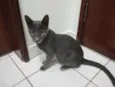 Casal de gatos cinza (3 meses e meio - castracão garantida)