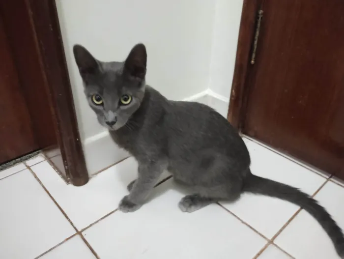 Gato ra a SRD-ViraLata idade 2 a 6 meses nome Casal de gatos cinza (3 meses e meio - castracão garantida)