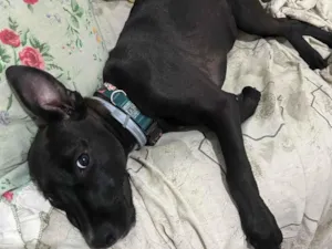 Cachorro raça SRD-ViraLata idade 2 a 6 meses nome Ada Wong