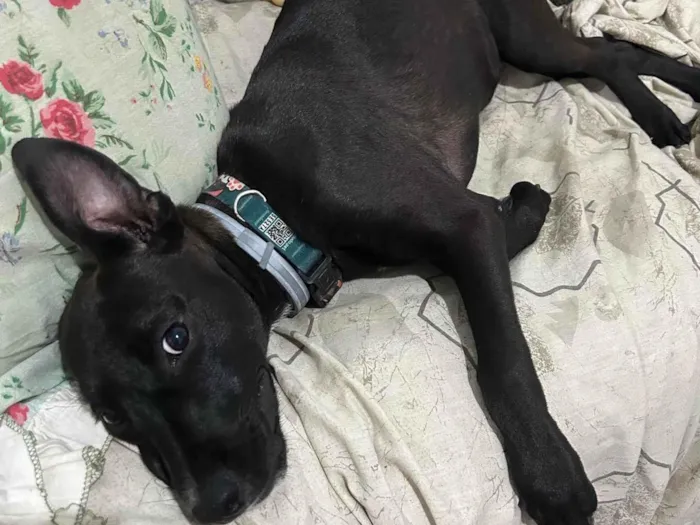 Cachorro ra a SRD-ViraLata idade 2 a 6 meses nome Ada Wong