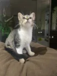Maitê