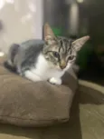 Maitê