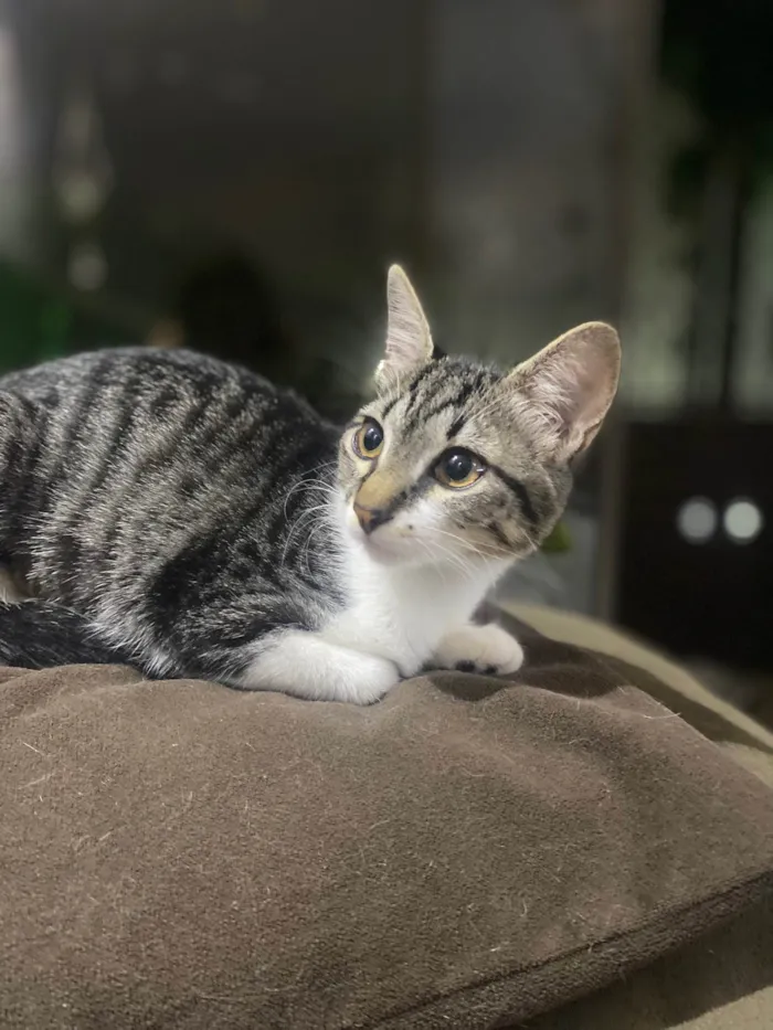 Gato ra a Srd idade 2 a 6 meses nome Maitê 