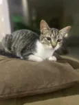 Maitê