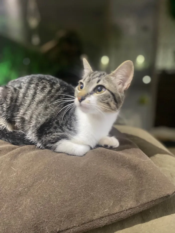 Gato ra a Srd idade 2 a 6 meses nome Maitê 