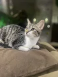 Maitê