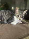 Maitê