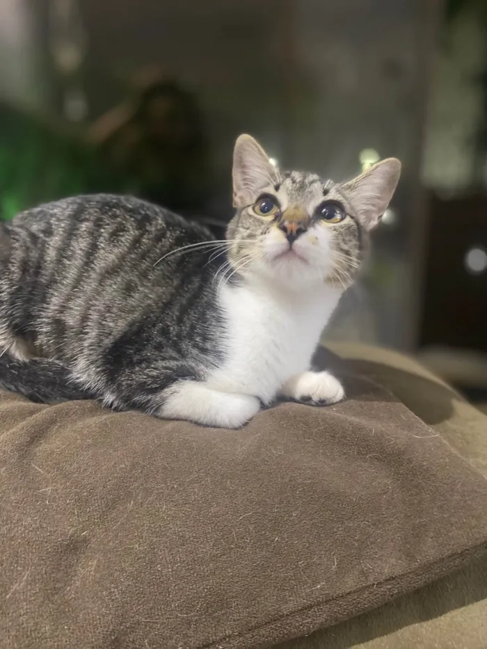 Gato ra a Srd idade 2 a 6 meses nome Maitê 