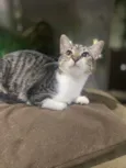 Maitê