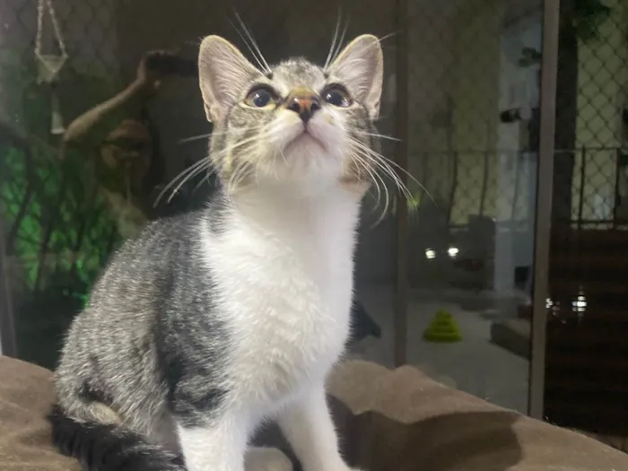 Gato ra a Srd idade 2 a 6 meses nome Maitê 