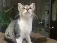 Maitê