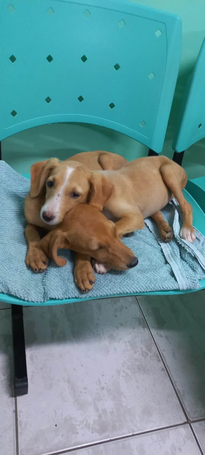 Cachorro ra a SRD-ViraLata idade 2 a 6 meses nome Rita