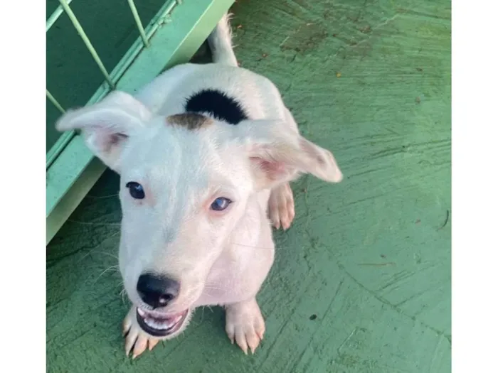 Cachorro ra a SRD-ViraLata idade 2 a 6 meses nome Chico