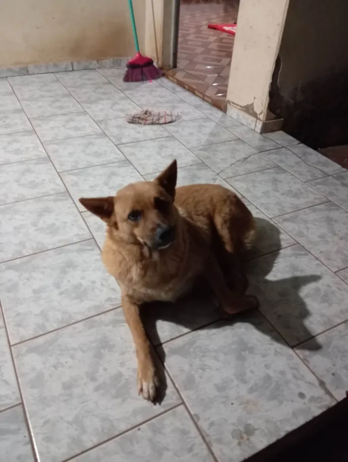 Cachorro ra a SRD-ViraLata idade 3 anos nome Kiara