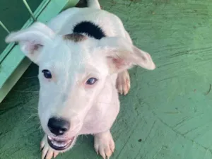 Cachorro raça SRD-ViraLata idade 2 a 6 meses nome Chico