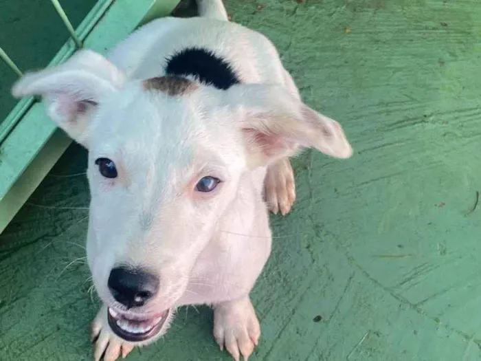 Cachorro ra a SRD-ViraLata idade 2 a 6 meses nome Chico