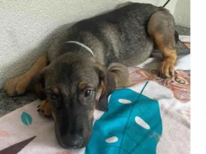Cachorro raça SRD-ViraLata idade 2 a 6 meses nome Happy