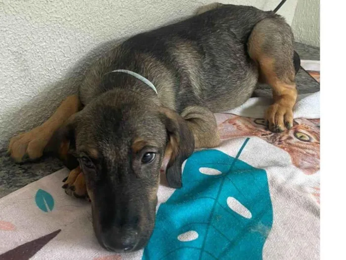 Cachorro ra a SRD-ViraLata idade 2 a 6 meses nome Happy