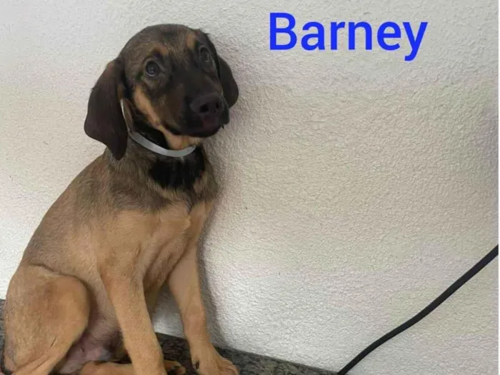 Cachorro ra a SRD-ViraLata idade 2 a 6 meses nome Barney