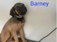 Barney