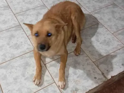 Cachorro raça SRD-ViraLata idade 3 anos nome Kiara