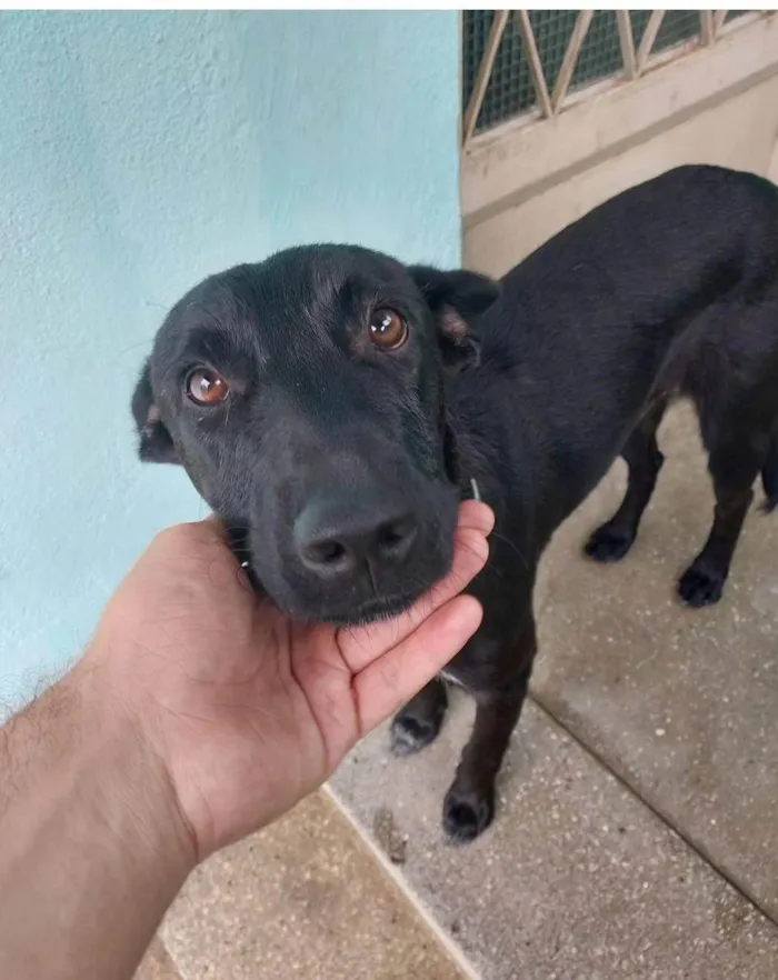 Cachorro ra a Mix pastor Belga idade 1 ano nome Tobias