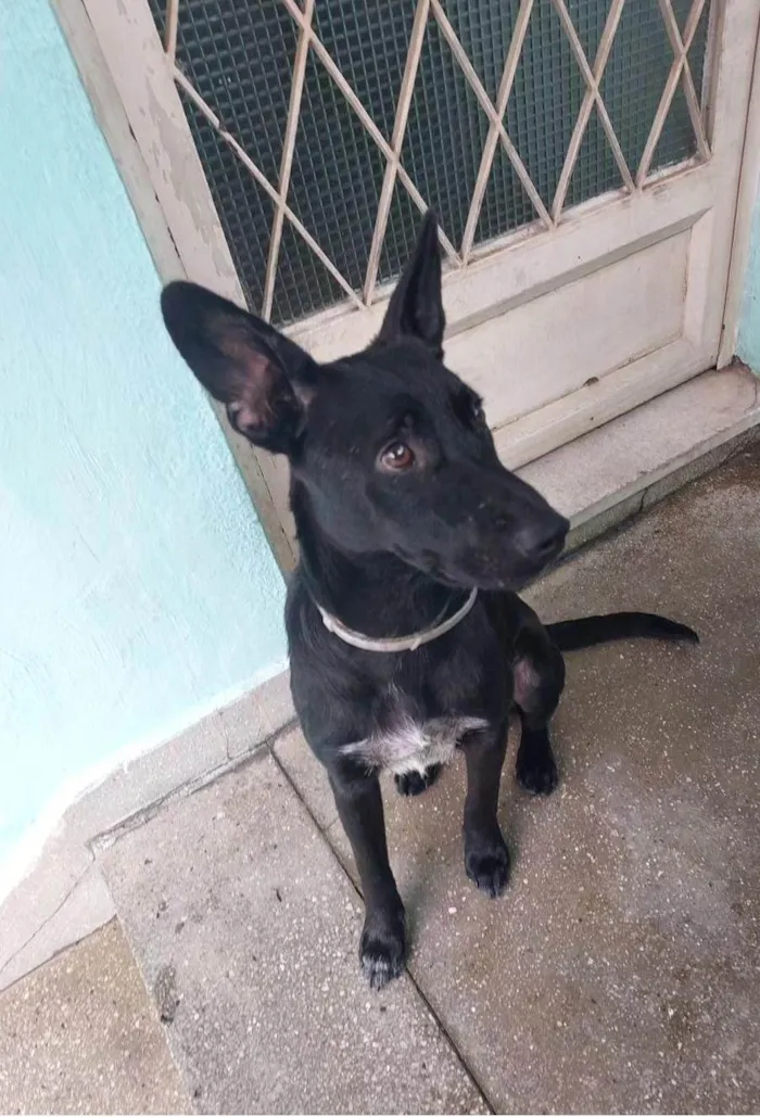 Cachorro ra a Mix pastor Belga idade 1 ano nome Tobias