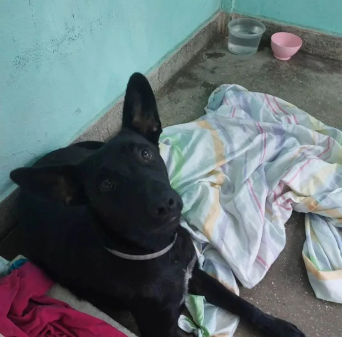 Cachorro ra a Mix pastor Belga idade 1 ano nome Tobias