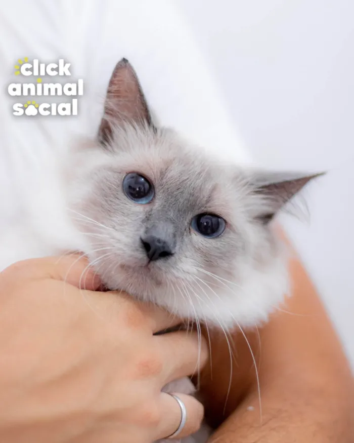Gato ra a SRD-ViraLata idade 7 a 11 meses nome Pamela