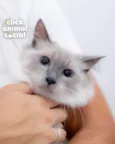 Pamela