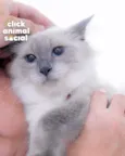 Pamela