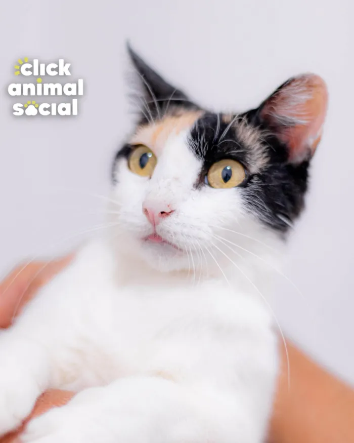 Gato ra a SRD-ViraLata idade 2 anos nome MELANIE