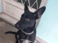 Tobias