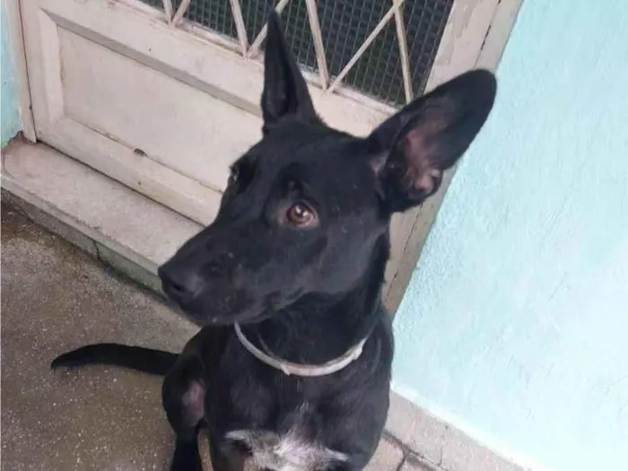 Cachorro ra a Mix pastor Belga idade 1 ano nome Tobias