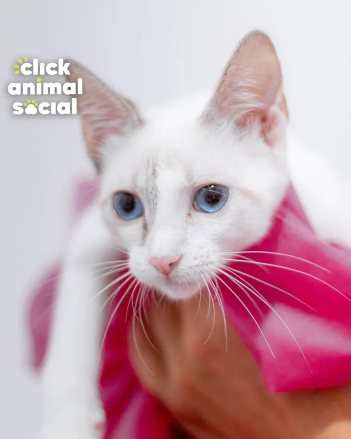 Gato ra a SRD-ViraLata idade 2 a 6 meses nome AMORA