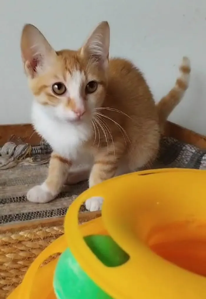 Gato ra a srd tigradinha idade 2 a 6 meses nome IZABEL