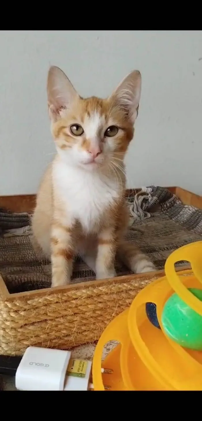 Gato ra a srd tigradinha idade 2 a 6 meses nome IZABEL