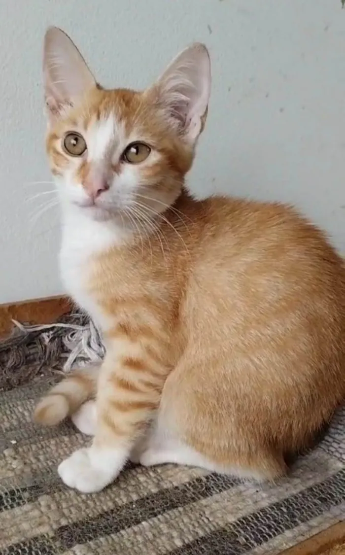 Gato ra a srd tigradinha idade 2 a 6 meses nome IZABEL