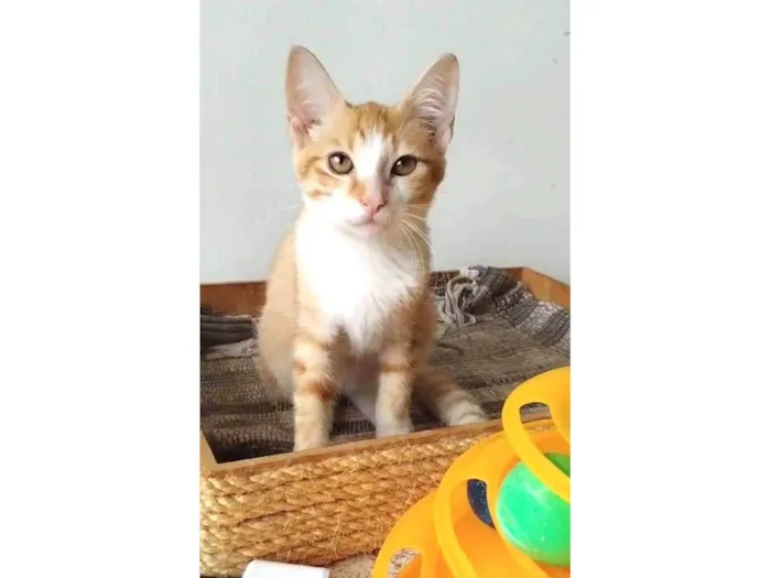 Gato ra a srd tigradinha idade 2 a 6 meses nome IZABEL