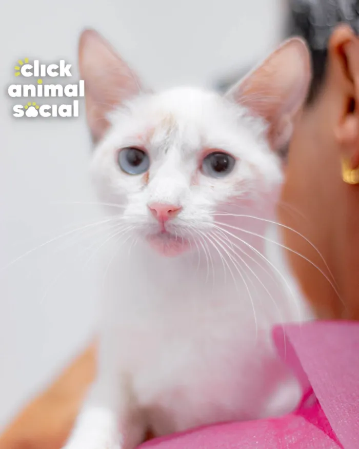 Gato ra a SRD-ViraLata idade 2 a 6 meses nome ANANDA