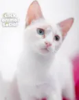 ANANDA