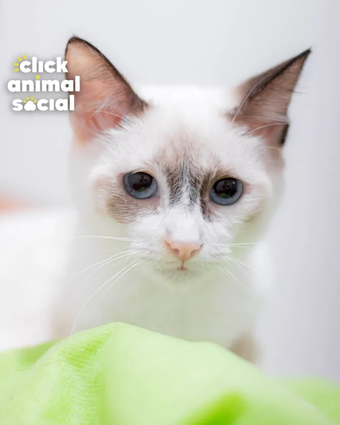 Gato ra a SRD-ViraLata idade 2 a 6 meses nome LUNA