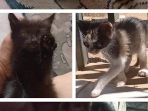 Gato raça Gato doméstico  idade 2 a 6 meses nome Filhotes de gatos - adoção responsável