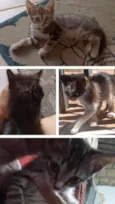 Filhotes de gatos - adoção responsável