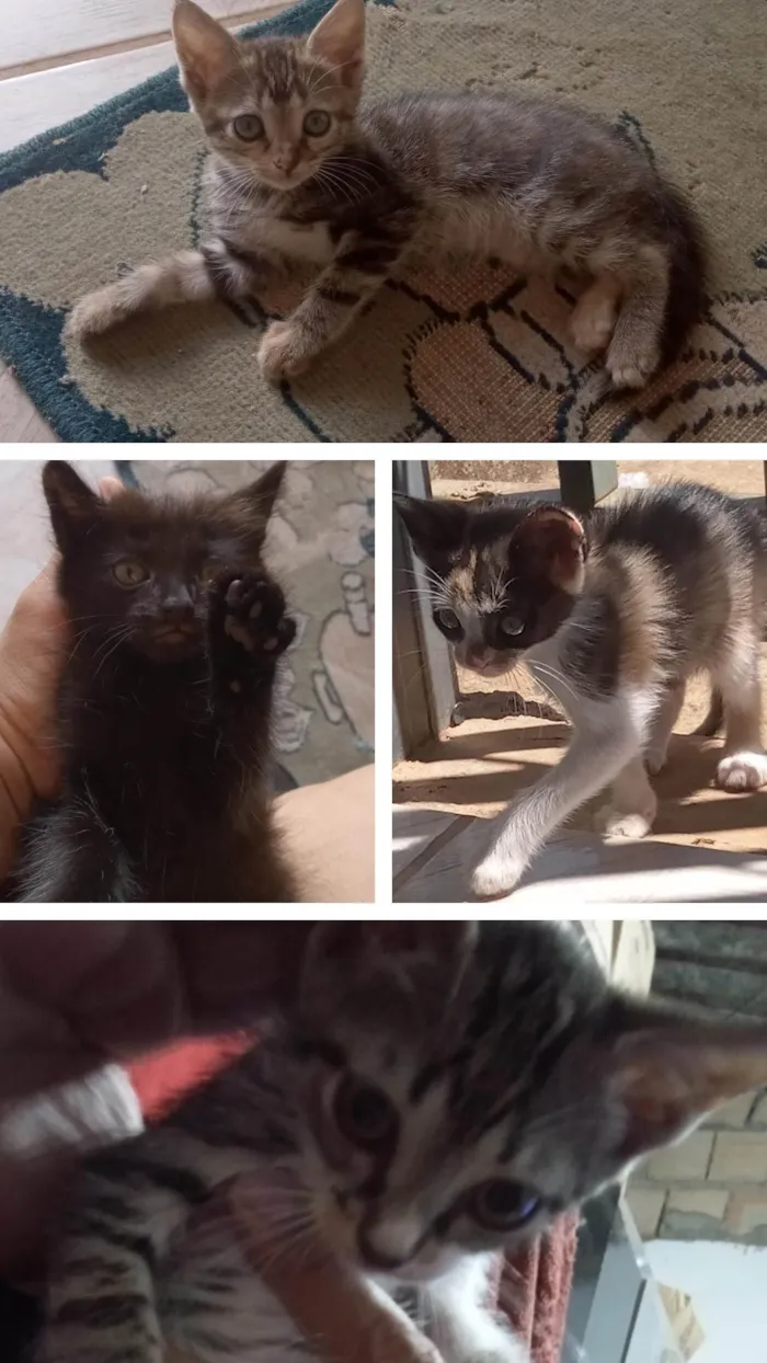 Gato ra a Doméstico idade 2 a 6 meses nome Filhotes de gatos - adoção responsável
