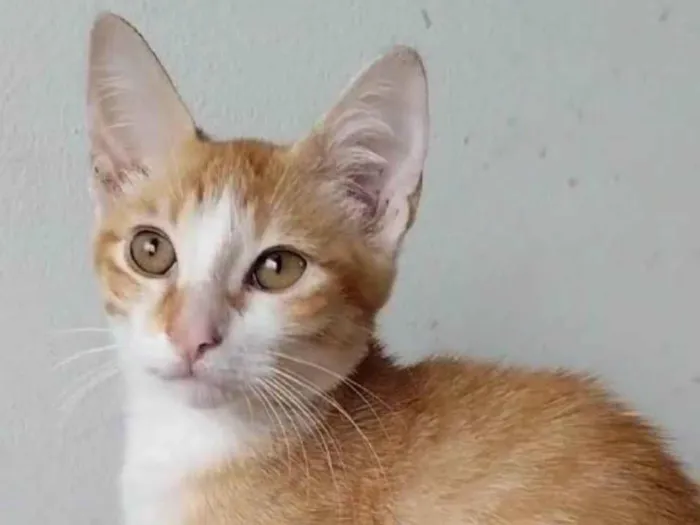 Gato ra a srd tigradinha idade 2 a 6 meses nome IZABEL