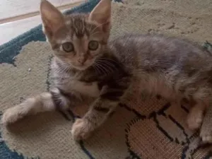 Gato raça Doméstico idade 2 a 6 meses nome Filhotes de gatos - adoção responsável
